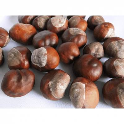 50 Kastanien getrocknet Naturmaterial zum Basteln 