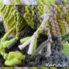 Beanie Mütze Hellgrau Grau Lind Colorblocking handgestrickt aus LEI von Lana Grossa Bild 6