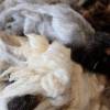 100 Gramm Wolle vom Herdwick, zum Spinnen, Filzen und Basteln Bild 2