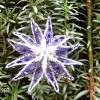 Kleiner Klöppelstern 6 Durchmesser 7 cm in den Farben lila und silber Christbaumschmuck handgeklöppelter Stern Faltstern Bild 3