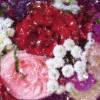 ECO Wandbordüre XXL: Sommerblumen  - 24 cm Höhe Bild 8