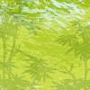 ECO Wandbordüre XXL: Bambus Wald - mit Strukturoptik - 23 cm Höhe Bild 5