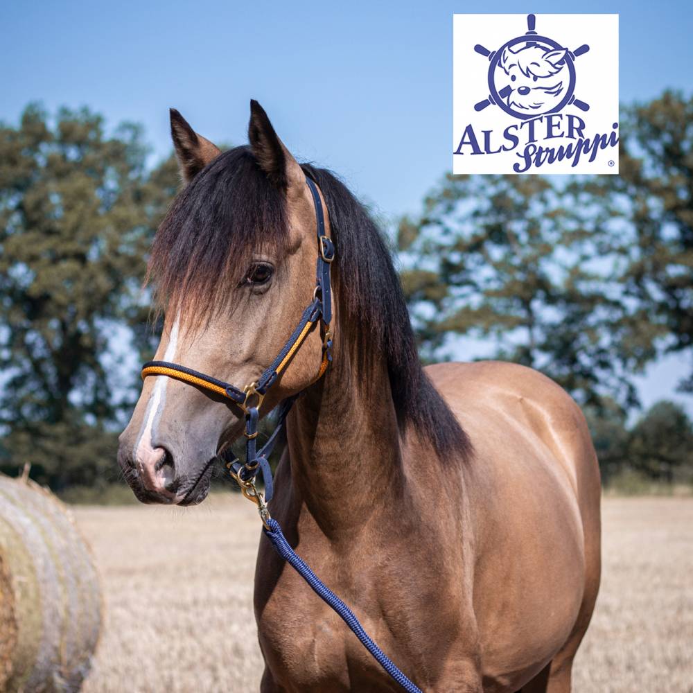 Premium Pferde VB/COB Pony oder Shetty mit Fleece unterlegt 3-Fach verstellbar mit Namen für Warmblut Stick Full Halfter Soft Vollblut 