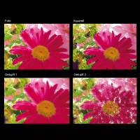 ECO Wandbordüre XXL: Frühlingsblumen - 24 cm Höhe Bild 2
