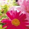 ECO Wandbordüre XXL: Frühlingsblumen - 24 cm Höhe Bild 7