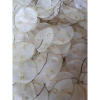 Samen des Silbertalers ... Silberlings ( Lunaria ) ca. 100 Stück Bild 1