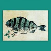 Leinwandbild Fisch, Japanische Kunst -   Colorwash um 1800 -  Wandbild - Vintage, Antik Art  - Druck auf Leinwand Galeriequalität Bild 1