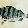 Leinwandbild Fisch, Japanische Kunst -   Colorwash um 1800 -  Wandbild - Vintage, Antik Art  - Druck auf Leinwand Galeriequalität Bild 3