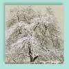 Leinwandbild Alter Baum im Schnee 100x100 cm - Historische Schwarz Weiß Fotografie, Winter - Vintage - Kunst - Wandbild Bild 2