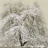 Leinwandbild Alter Baum im Schnee 100x100 cm - Historische Schwarz Weiß Fotografie, Winter - Vintage - Kunst - Wandbild Bild 3