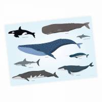 Kinder Lernposter - Tiere der Meere - A3/ A2/ A1 *nikima* in 3 verschiedenen Größen Plakat Wal Delfin Orca Hai Bild 1