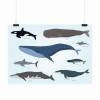 Kinder Lernposter - Tiere der Meere - A3/ A2/ A1 *nikima* in 3 verschiedenen Größen Plakat Wal Delfin Orca Hai Bild 2