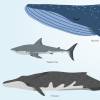 Kinder Lernposter - Tiere der Meere - A3/ A2/ A1 *nikima* in 3 verschiedenen Größen Plakat Wal Delfin Orca Hai Bild 4