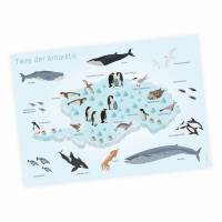 Kinder Lernposter - Tiere der Antarktis - A3/ A2/ A1 *nikima* in 3 verschiedenen Größen Plakat Wal Delfin Pinguin Robbe Südpol Bild 1