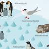 Kinder Lernposter - Tiere der Antarktis - A3/ A2/ A1 *nikima* in 3 verschiedenen Größen Plakat Wal Delfin Pinguin Robbe Südpol Bild 4