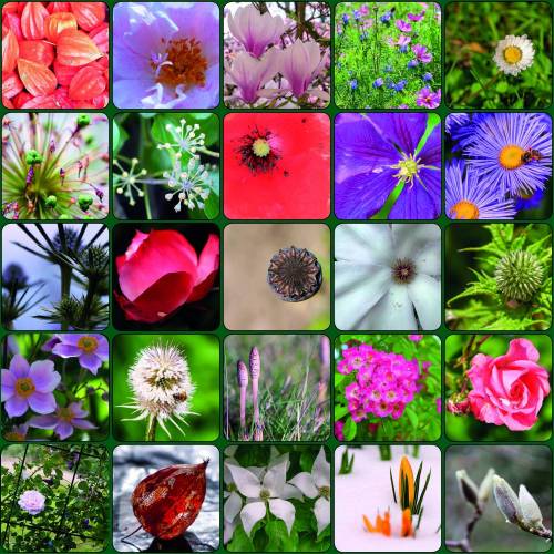 Geschenkpapier "Blümchen Nr1"