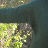 Damenpullover mit separatem Rollkragen  gestrickt in Tannengrün  aus 100% Alpaka  weich und kuschelig  Größe S M Bild 6