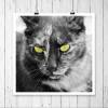 Katze Grüne Katzenaugen Kunstdruck in Schwarz-Weiß, Fotografie und Wanddekoration mit dem Namen "Cat", 30 x 30 cm, 20 x 20 cm, 13 x 13 cm Bild 3