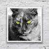 Katze Grüne Katzenaugen Kunstdruck in Schwarz-Weiß, Fotografie und Wanddekoration mit dem Namen "Cat", 30 x 30 cm, 20 x 20 cm, 13 x 13 cm Bild 5