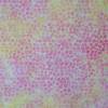 Baumwollstoff Voile zart transparent rosa gelb 50 cm x 150 cm   Nähen Stoff Bild 4