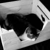 Vintage KATZENKORB + LIEGEKISSEN aus Holz für Katze / Hund Katzenkörbchen Tierbett aus einer alten Holzkiste OBSTKISTE Shabby weiß Geschenk Bild 5
