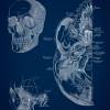 The Scull - Patent-Style - Anatomie-Poster Bild 3