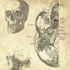 The Scull - Patent-Style - Anatomie-Poster Bild 4