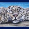 Schlafenden Leopard Pastellkreidebild handgemaltes Tierporträt 30 x 40 cm in Querformat Bild 2