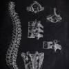 The Spine - Patent-Style - Anatomie-Poster Bild 2