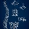 The Spine - Patent-Style - Anatomie-Poster Bild 3