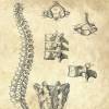 The Spine - Patent-Style - Anatomie-Poster Bild 4