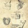 The TMJ - Patent-Style - Anatomie-Poster Bild 4