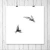 Seeschwalben im Flug auf weißem Hintergrund, Vögel Fotografie und edler Kunstdruck, 13 x 13 cm 20 x 20 cm 30 x 30 cm Bild 3