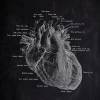 The Heart - Patent-Style - Anatomie-Poster Bild 2