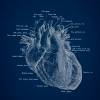 The Heart - Patent-Style - Anatomie-Poster Bild 3