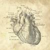 The Heart - Patent-Style - Anatomie-Poster Bild 4