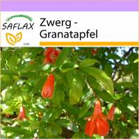 SAFLAX - Zwerg - Granatapfel - 50 Samen - Punica granatum nana Bild 1
