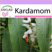 SAFLAX - Kräuter - Kardamom - 20 Samen - Elettaria cardamomum Bild 1
