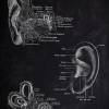 The Ear - Patent-Style - Anatomie-Poster Bild 2