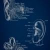 The Ear - Patent-Style - Anatomie-Poster Bild 3