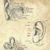 The Ear - Patent-Style - Anatomie-Poster Bild 4