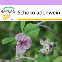 SAFLAX - Schokoladenwein - 10 Samen - Akebia quinata Bild 1