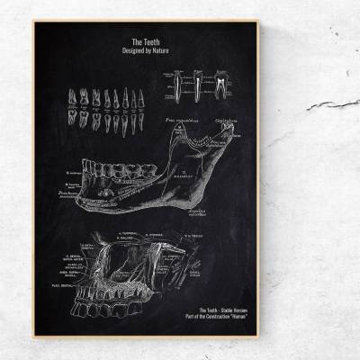 The Teeth - Patent-Style - Anatomie-Poster
