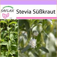 SAFLAX - Kräuter - Stevia Süßkraut - 100 Samen - Stevia rebaudiana Bild 1