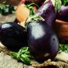 SAFLAX - BIO - Aubergine - Black Beauty - 25 Samen - Solanum melongena Bild 3
