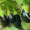 SAFLAX - BIO - Aubergine - Black Beauty - 25 Samen - Solanum melongena Bild 4