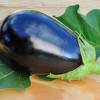 SAFLAX - BIO - Aubergine - Black Beauty - 25 Samen - Solanum melongena Bild 7