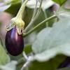 SAFLAX - BIO - Aubergine - Black Beauty - 25 Samen - Solanum melongena Bild 9