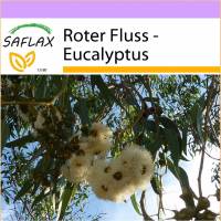 SAFLAX - Roter Fluss - Eucalyptus - 200 Samen - Eucalyptus camaldulensis Bild 1