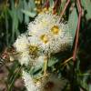 SAFLAX - Roter Fluss - Eucalyptus - 200 Samen - Eucalyptus camaldulensis Bild 5